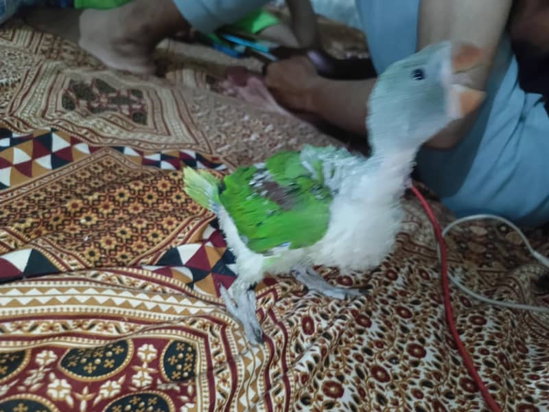 Kashmiri Raw 3
