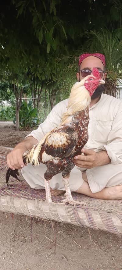 peela breeder murgh