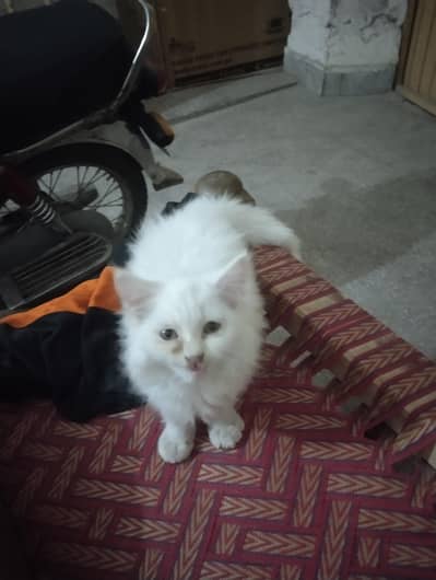 male cat