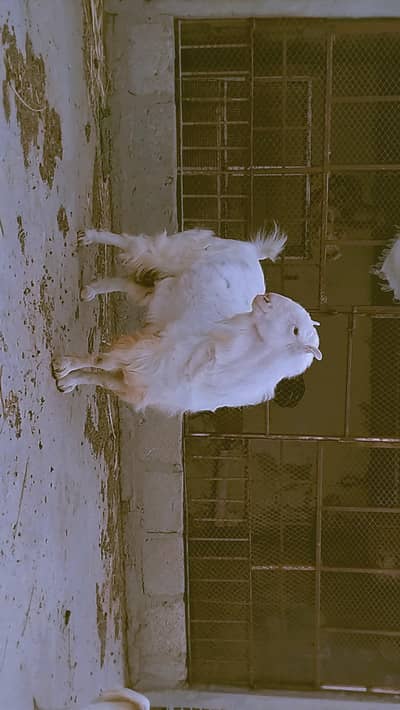 Bakra
