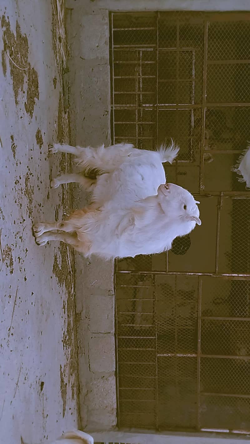 Bakra 0
