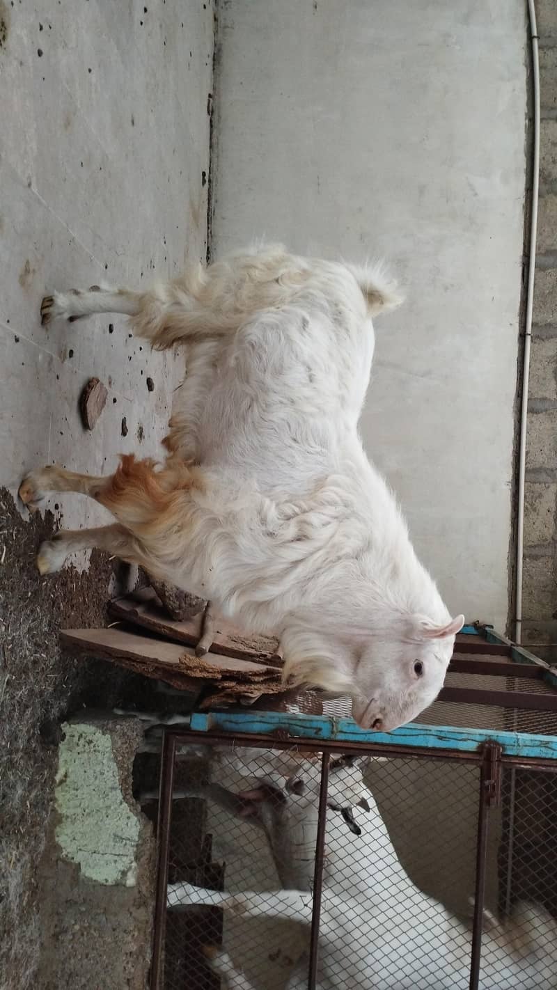 Bakra 1
