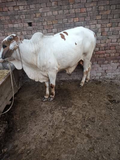 Bull Dunda