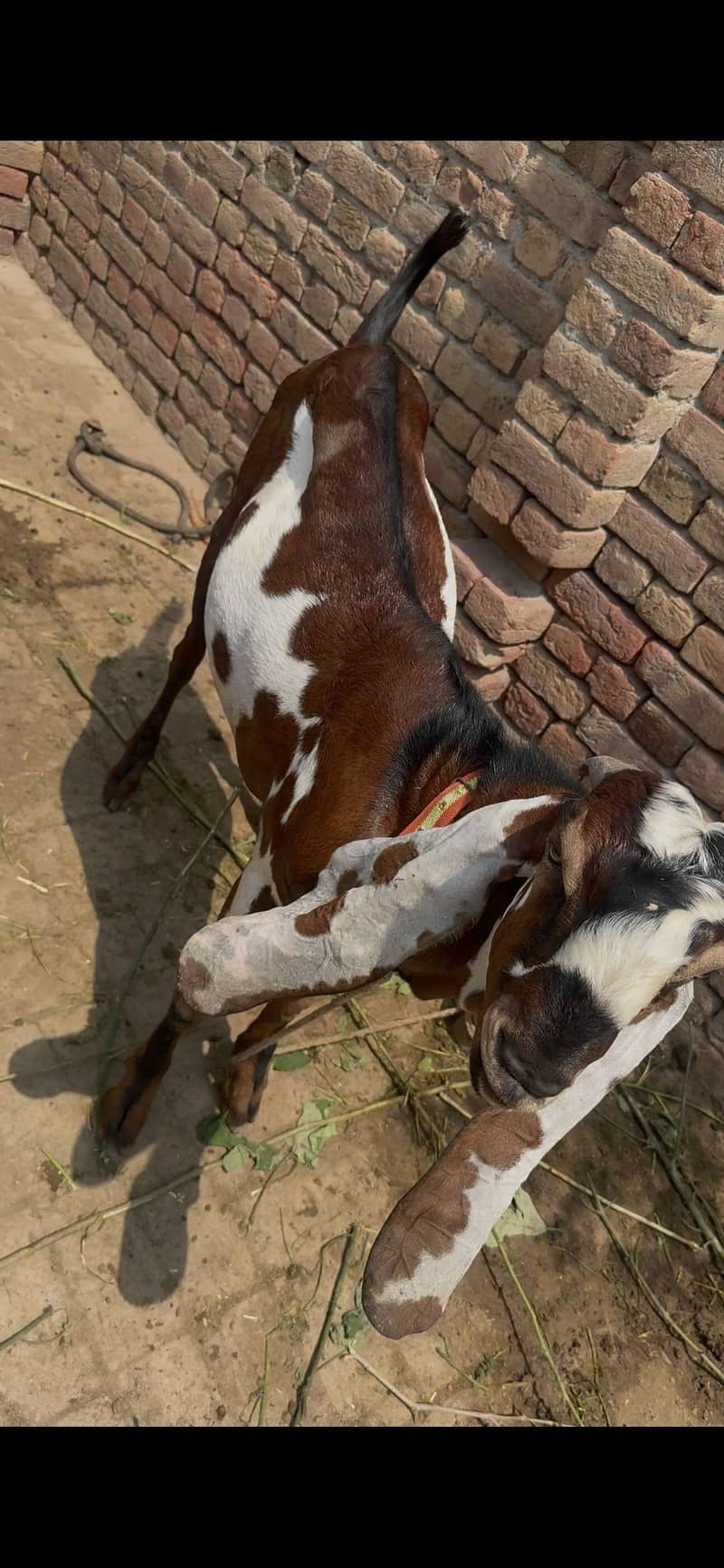 BAKRA FOR EID 0