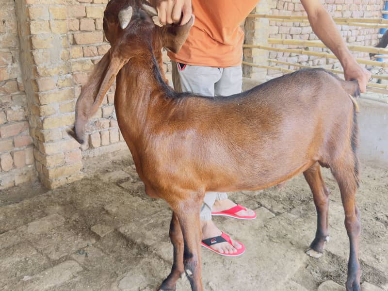 BAKRA FOR EID 1