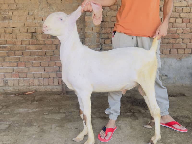 BAKRA FOR EID 2
