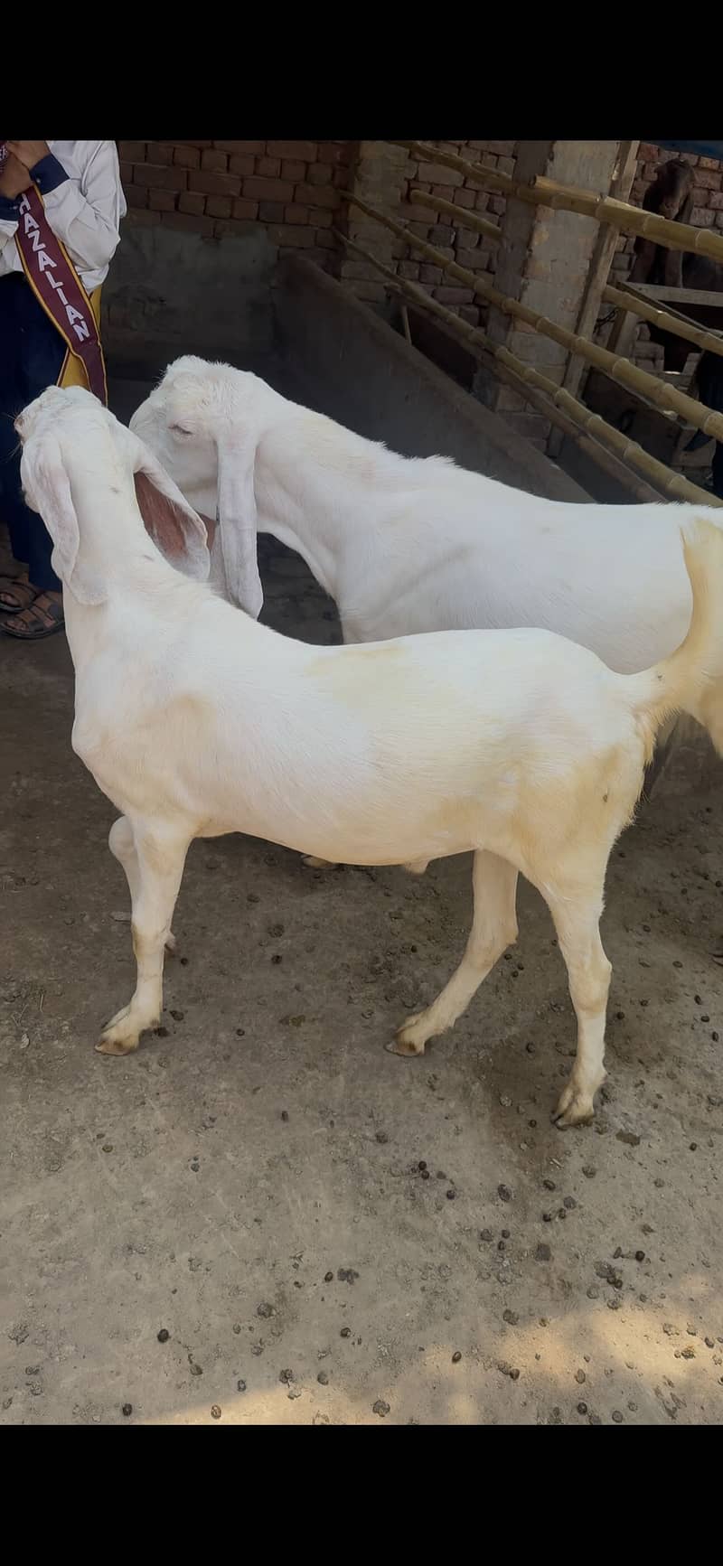 BAKRA FOR EID 3