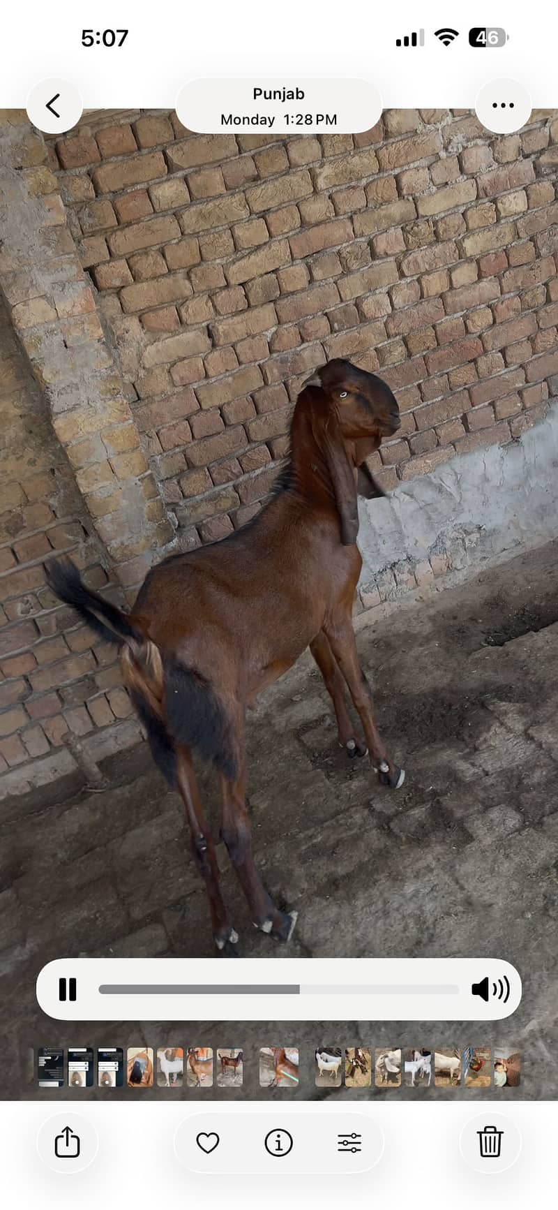 BAKRA FOR EID 5