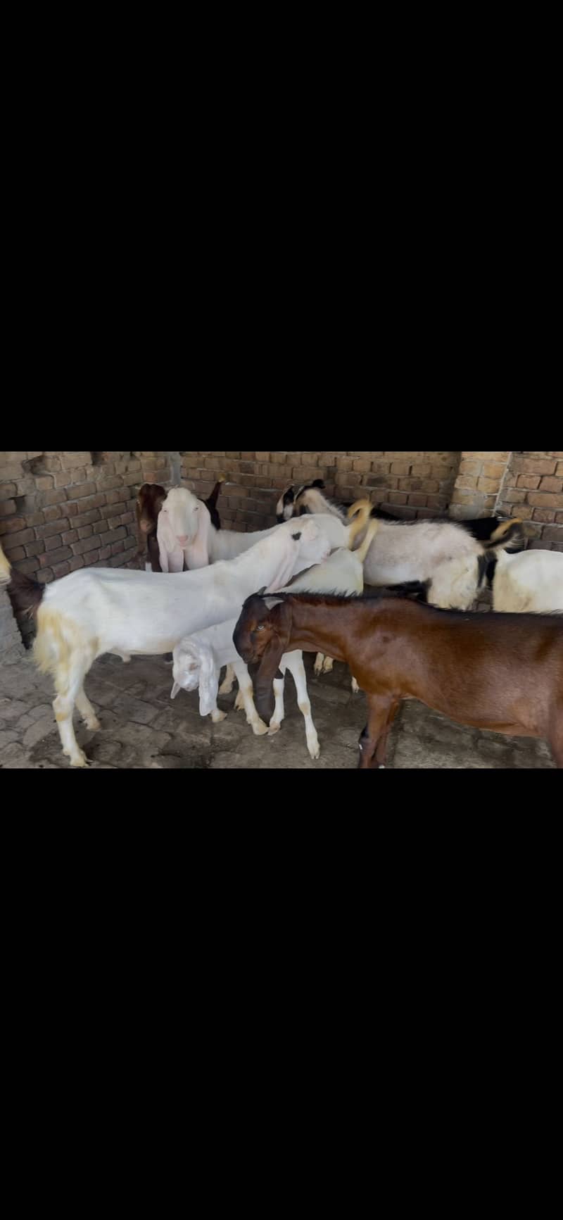 BAKRA FOR EID 6