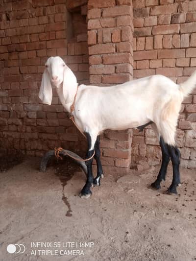 bakra for qurbani