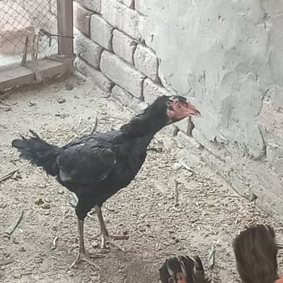 Female hen for sale