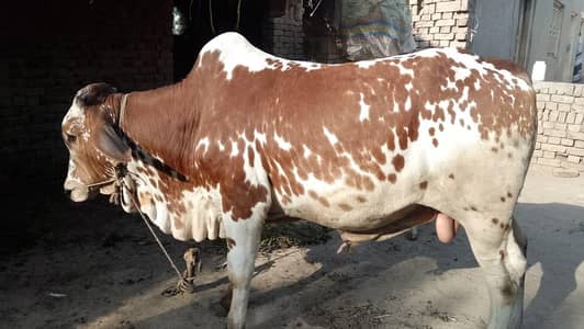  bull