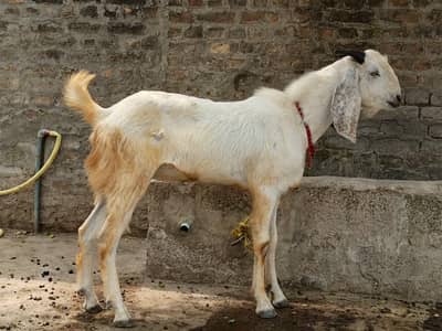 Qurbani walay bakray for sale قربانی والے بکرے برائے فروخت