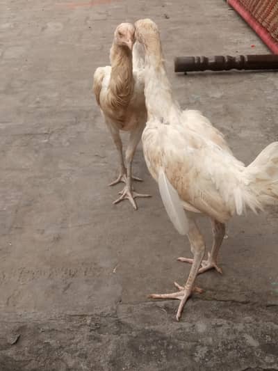Heera+Burmi