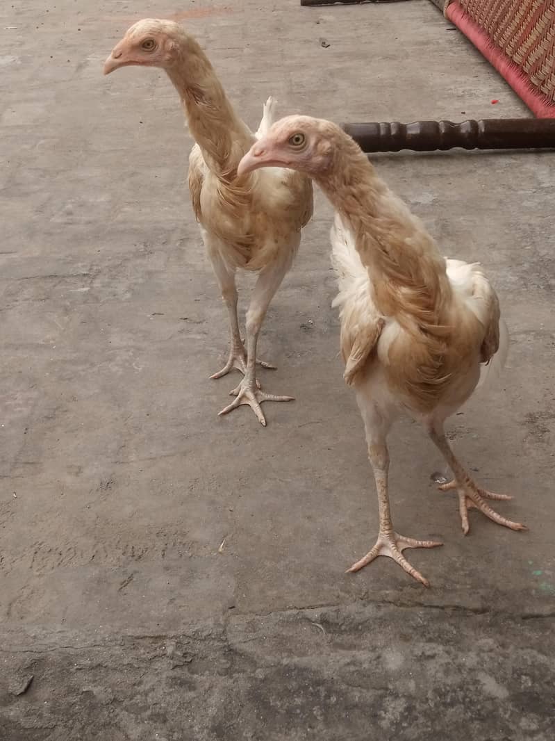Heera+Burmi 1