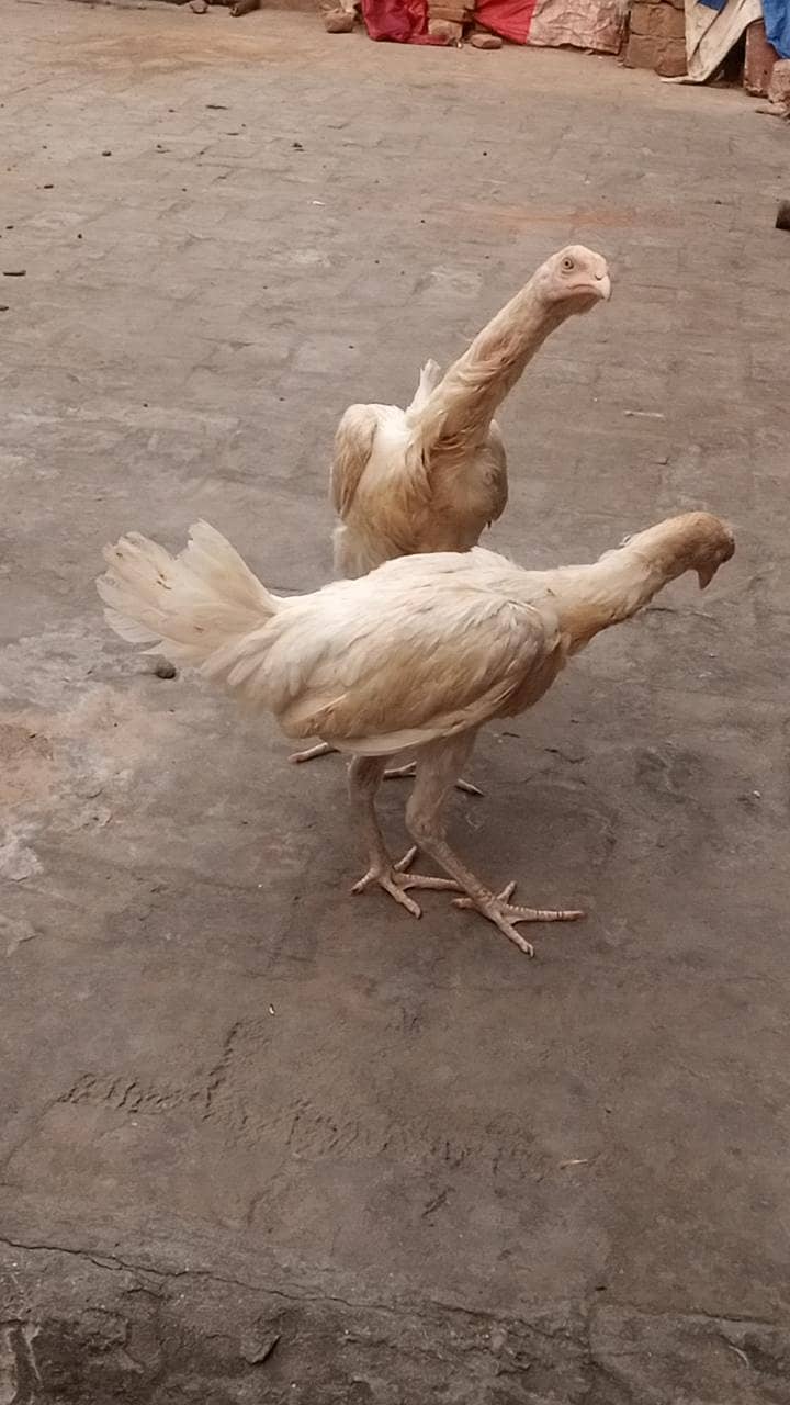 Heera+Burmi 2