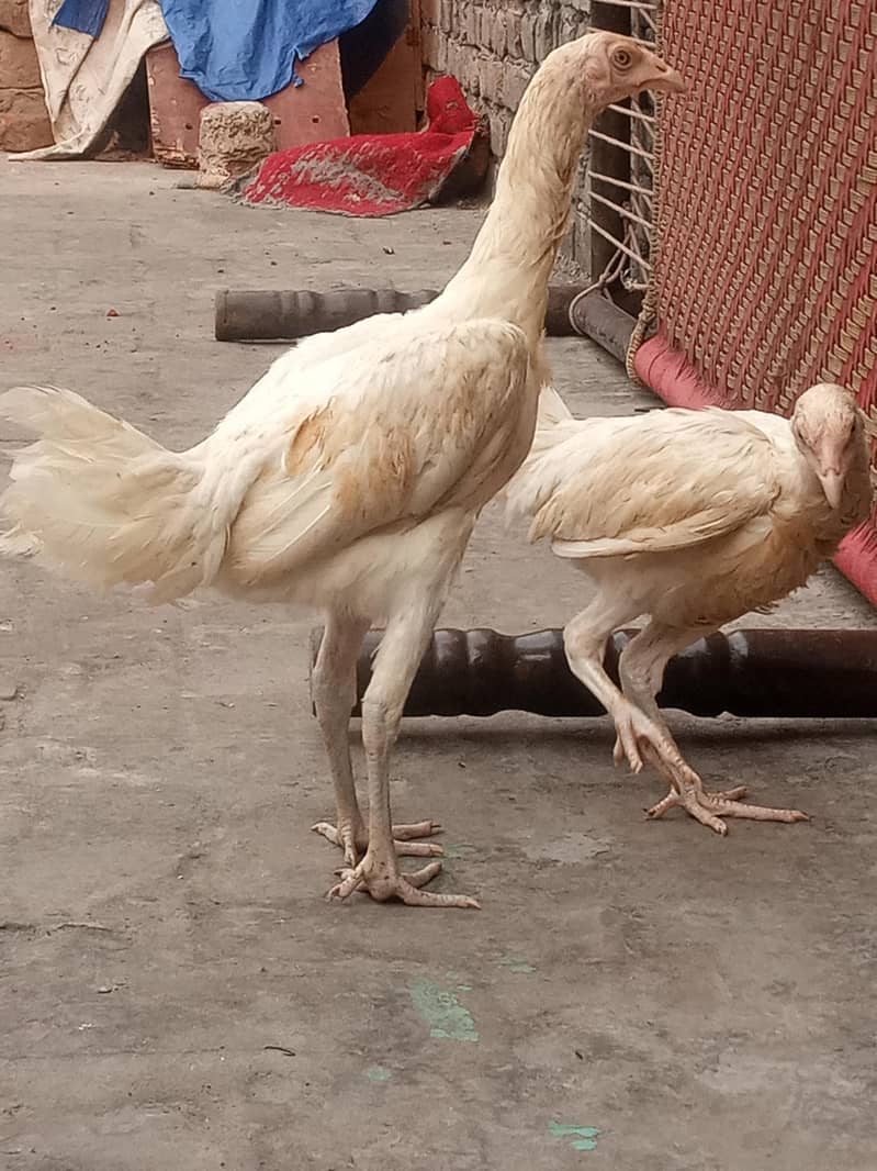 Heera+Burmi 3