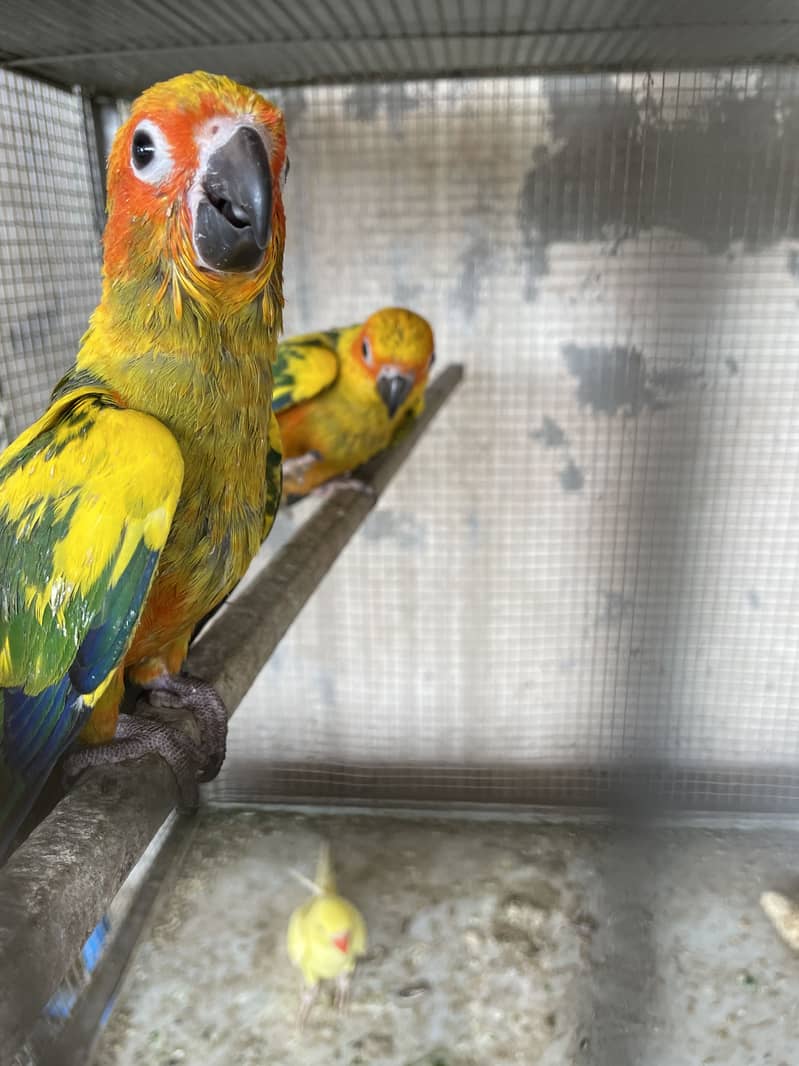 Sonconure 0