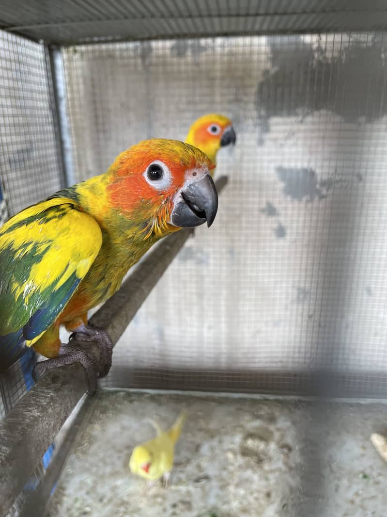 Sonconure 1