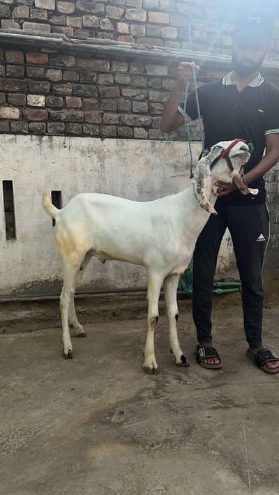 2 dant bakra for sale