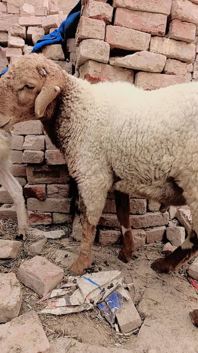 bakra  desi Lela kajla Mundra  male