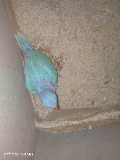 turquoise blue opaline ringneck chick