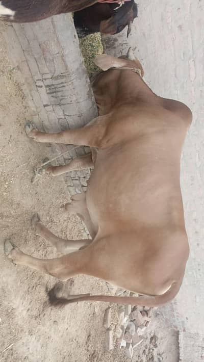 cows for sale