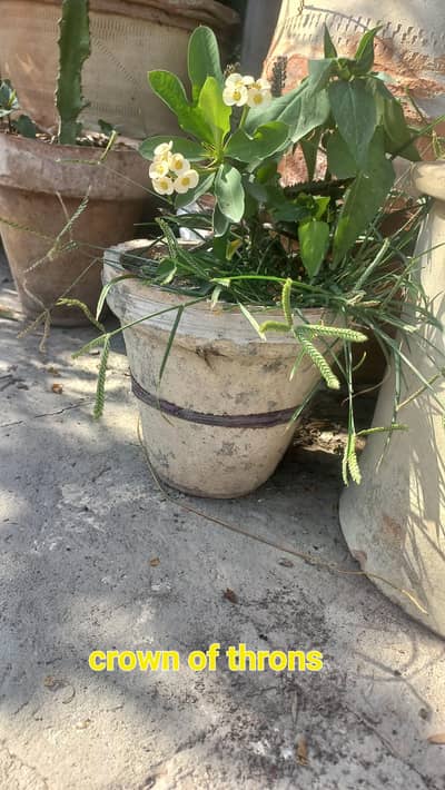 Beautiful Crown of Thorns Plant – Easy Care Indoor/Outdoor