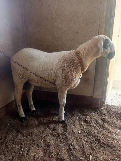 Sheep for Sale