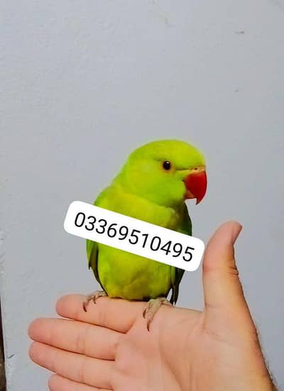Green ringneck parrot self chick  handtame male