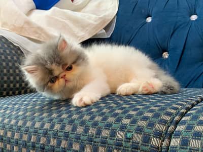 Van pure piki kitten