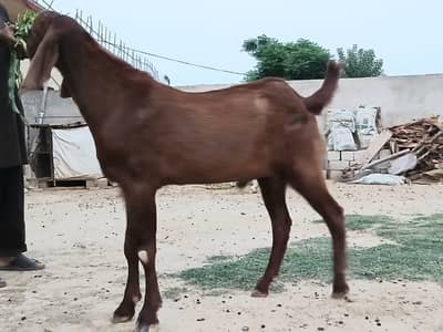 bakra for Qurbani
