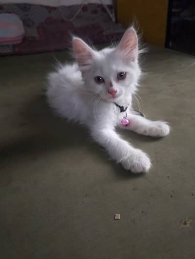 persian