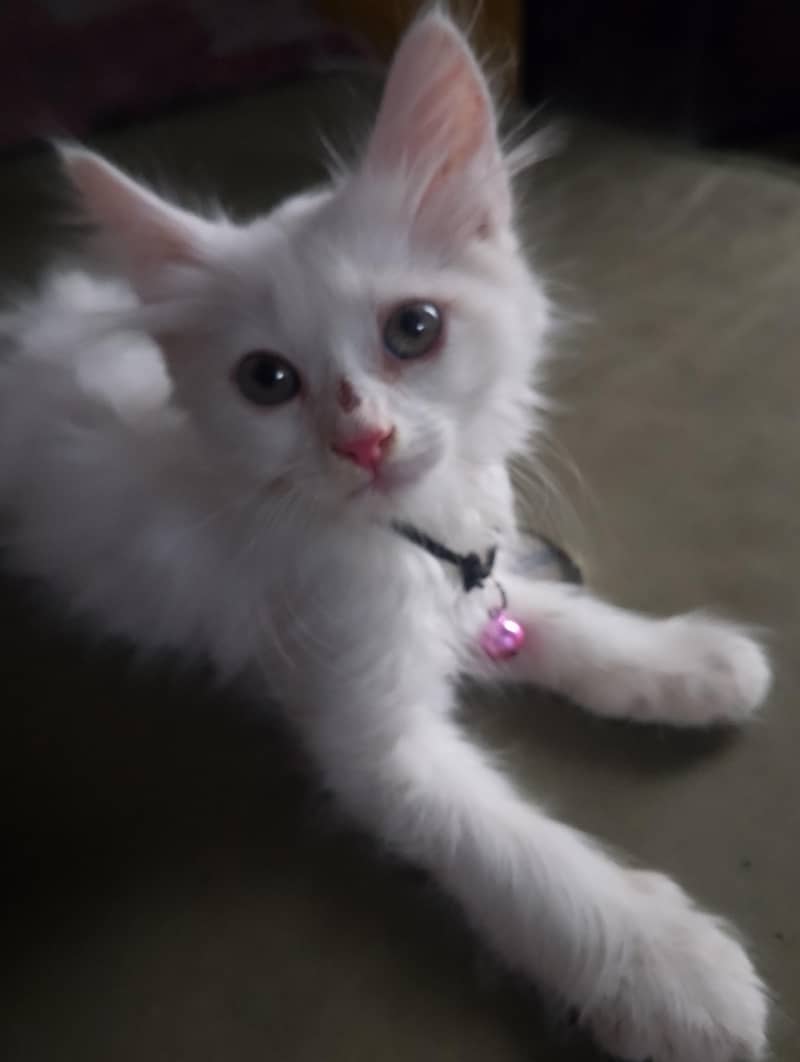persian 1