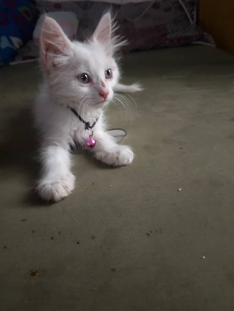 persian 2