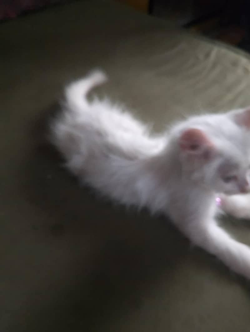 persian 3