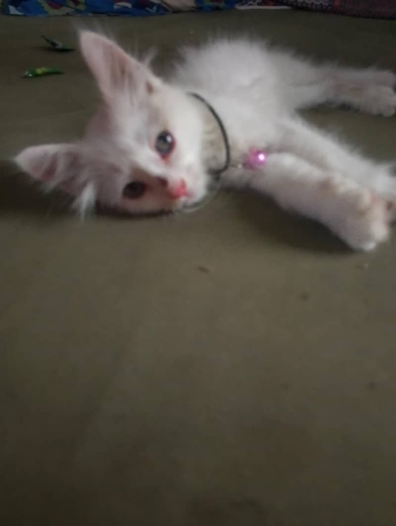 persian 4