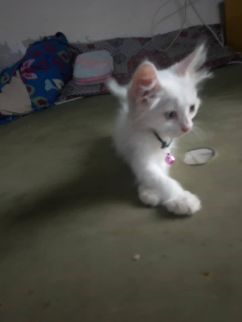 persian 5