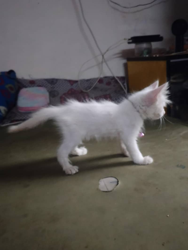 persian 6