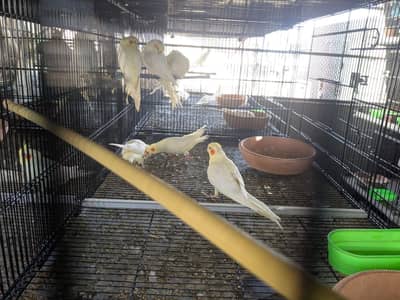Healthy and active cockatiels pair