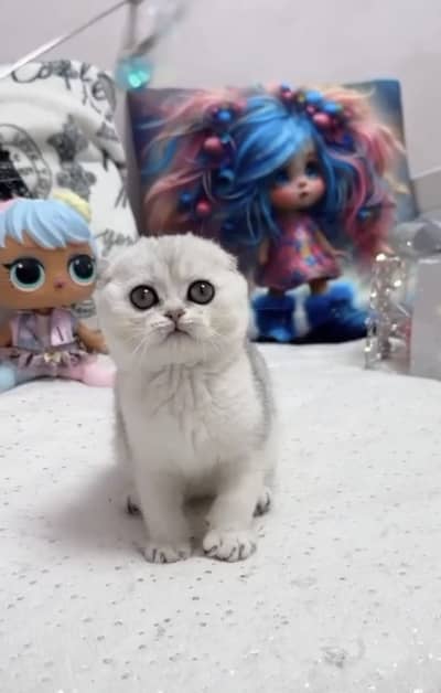 Scotish Fold Male Kitten Available