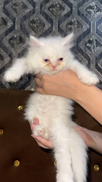 Persian flat face