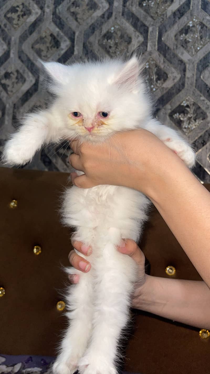 Persian flat face 1