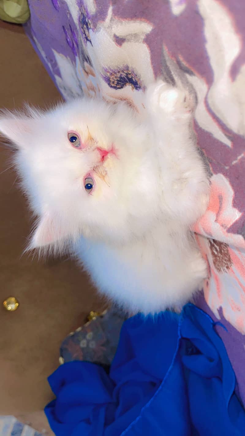 Persian flat face 2