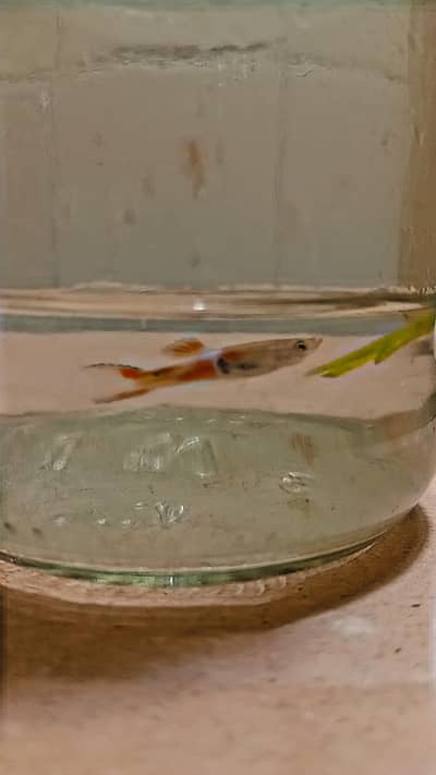 imported and mix high quality Guppy available all type of fish
