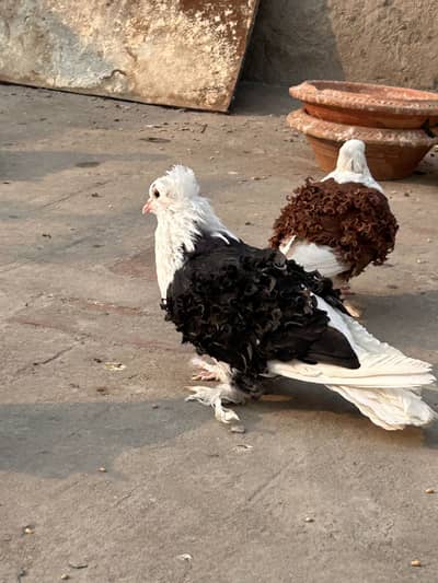 Siddle frill black, brown, white