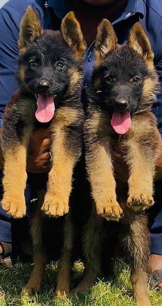 German shepherd long cout mail 2 mahnt for sale active and healthy