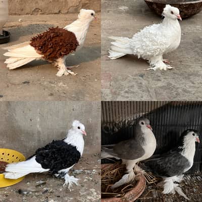 Siddle Frill & German Sharazi breeder pair