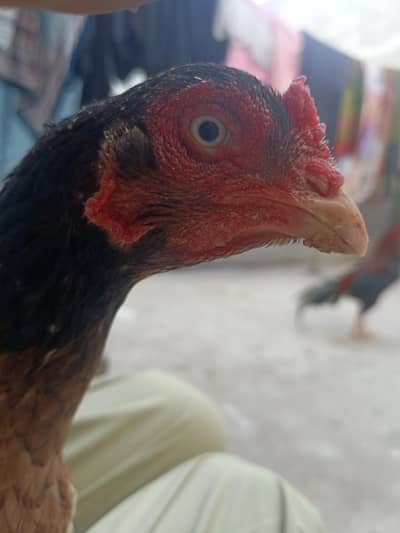 Amrohi Aseel Hen
