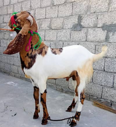 Bakra for qurbani for sale
